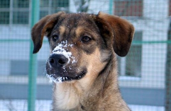 В Красноярске зоозащитники подрались с подрядчиками по отлову собак из фонда «Белка и стрелка»